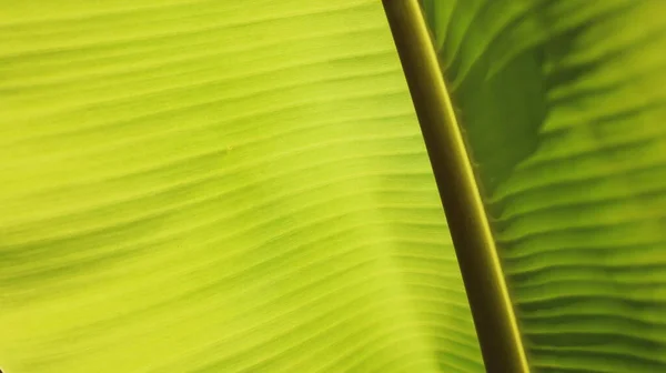 Banánlevelek Közelsége Háttér Textúra Friss Banánlevelek Különböző Színekben Kiegyensúlyozatlan Napfény — Stock Fotó