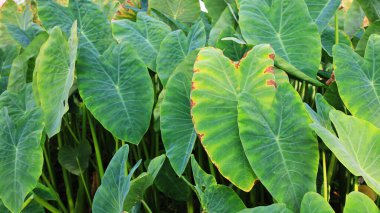 Fil kulağı yeşili arka plan. Yeşil dev taro: Colocasia esculenta (L.) Schott, güneş ışığında fotokopi uzayı olan büyük bir bitki grubu. Seçici odak