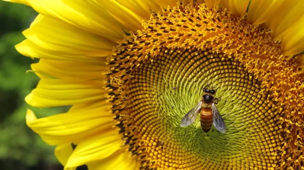 Arılar Ayçiçeklerini Polenlerler Arıların Çiçek Açan Ayçiçeğinden Nektar Topladığı Yakın — Stok fotoğraf