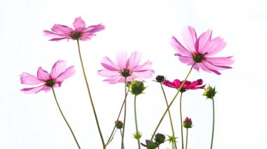 Pembe kozmos çiçeği güzel çiçek açıyor. Beyaz arka planda izole edilmiş bir grup Meksikalı Aster çiçeği. Seçici odak.