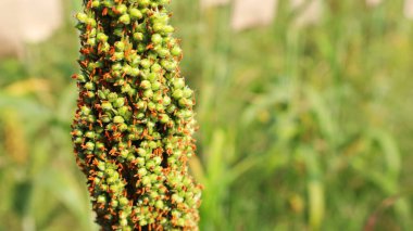 Genç sorgum tohumlarına yakın çekim. Bir buket çiğ süpürge tohumu, organik tarım arsasında sabah bulanık yeşil bitki arka planında fotokopi uzayıyla. Seçili odak