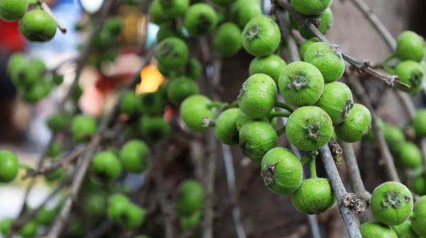 Higo Verde Crudo Primer Plano Del Grupo Higueras Ficus Hispida —  Fotos de Stock