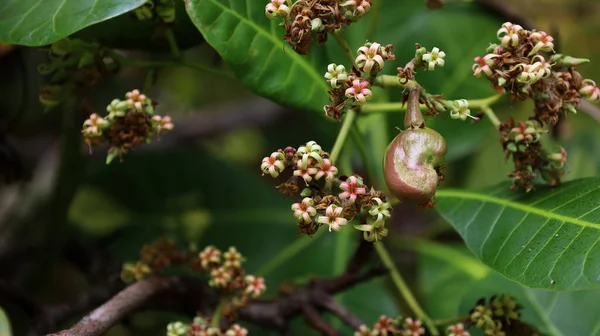Fruta Caju Jovem Árvore Único Caju Jovem Pende Inflorescências Fundo — Fotografia de Stock