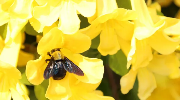 Marangoz arıları sarı çiçeklerle beslenir. Bumblebee, açık hava arka planında güzel, parlak sarı çiçeğin özünü kopyalanmış bir şekilde emiyor. Odaklan ve konuyu seç