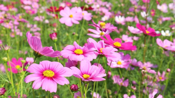 Pink Cosmos Flowers Field Flowers Peace Bloom Outdoors Summer Beautiful — Stock Photo, Image