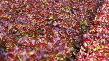 Kırmızı marul arka planı. Kapalı organik bir serada doğal sabah ışığıyla sıralanmış sağlıklı hidroponik kırmızı marul. Konu üzerinde yakın plan bir odak seç.