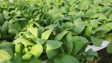 Hidroponik yeşil sebzeler. Kapalı bir serada doğal ışığı olan organik sebzeler. Seçici odak