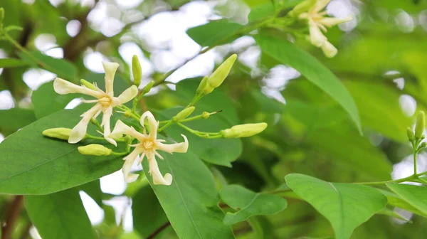 Wrightia Arborea Flores Brancas Woolly Tingimento Rosebay Florescer Uma Planta — Fotografia de Stock