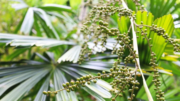 Sementes Licuala Paludosa Griff Bando Sementes Palma Verde Fundo Folha — Fotografia de Stock