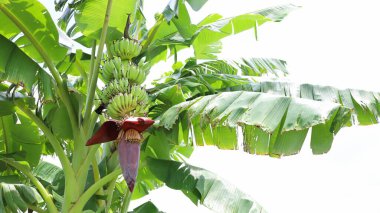 Ağaçtaki genç muz sürüsü. Dışarıdaki organik bahçedeki çiçeklere asılı çiğ muz ve fotokopi alanı. Seçici odak