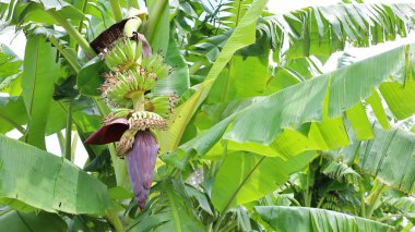 Genç olgunlaşmamış muzlar ağaçta. Muz verimi açık havada organik tarım tarlalarında bulanık yeşil yaprak arka planında fotokopi alanı ile birlikte. Seçici odak