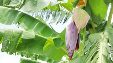 Ağaçta muz çiçekleri. Açık hava organik bahçesindeki bir bitkinin üzerinde asılı duran koyu kırmızı muz çiçeklerinin yakın plan fotokopi alanı ile bulanık yeşil yaprak arka plan. Seçici odak