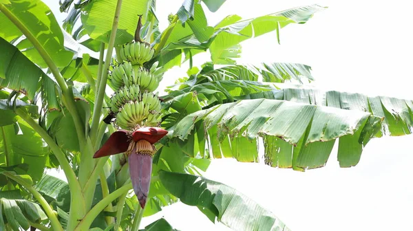 Bando Bananas Jovens Árvore Banana Crua Com Flores Penduradas Planta — Fotografia de Stock