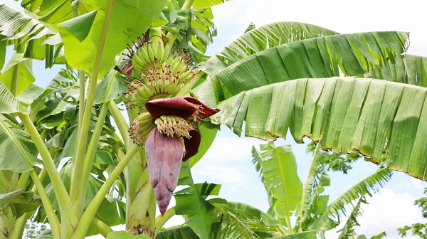 Banana Fresca Árvore Bananas Jovens Florescendo Jardim Orgânico Livre Fundo — Fotografia de Stock