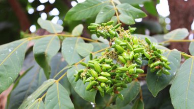 Fruit of Lepisanthes rubiginosa (Roxb.) Leenh. Yeşil yaprakların arka planında, fotokopi alanı olan bir sürü yabani meyve. Seçici odak