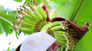 Ağaçtaki genç muzlar. Konuya yakından odaklanmayı seç.