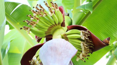 Ağaçtaki genç muzlar. Konuya yakından odaklanmayı seç.