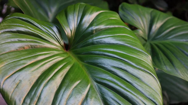 Homalomena Rubescens Trópusi Levelek Gyönyörű Sötétzöld Szív Alakú Levél Dísznövény — Stock Fotó