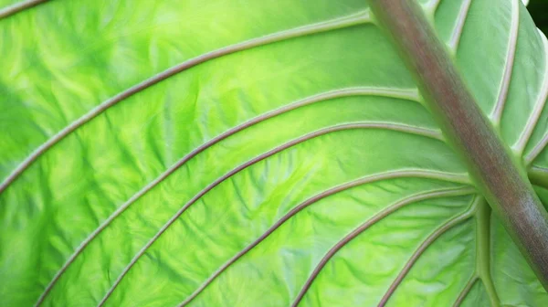 Fil kulağının yeşil yaprağı. Dev taro ya da dev alocasia damarlı yeşil yaprak. Yakından seçilen odak noktası.