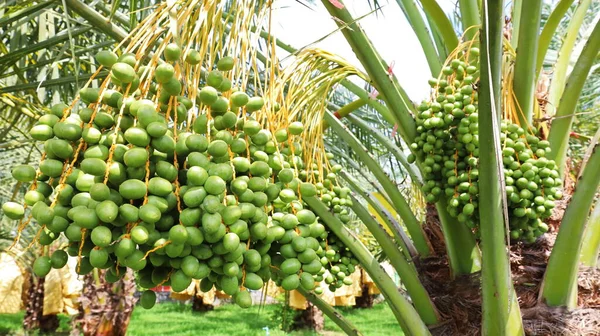 Bunch Raw Dates Tree Bulk Fruits Fresh Green Dates Hanging — Fotografia de Stock