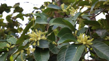 Chebulic Myrobalan çiçekleri. Yumuşak meyveli küçük buket beyaz çiçekler (Terminalia chebula Retz.) Büyük yeşil yapraklı bir dalın üzerinde. Seçici odak
