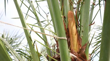 Hurma ağacında sprey. Bulanık arka planda, doğal güneş ışığı altında palmiye ağaçlarına cilt bakımı. Seçici odak.