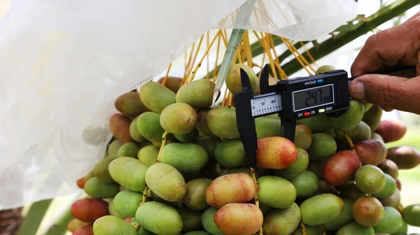 Check for fresh dates. Close-up view of farmers using raw palm fruit size measurements to collect data for organic farm management in Thailand. Selective focus