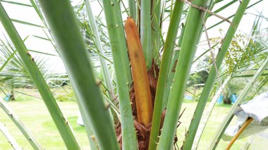 Hurma ağacında sprey. Bulanık arka planda, doğal güneş ışığı altında palmiye ağaçlarına cilt bakımı. Seçici odak