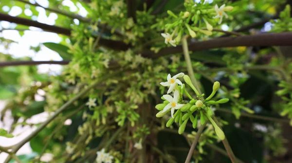 Papaye Fleurs Bourgeons Sur Plante Fleurs Papaye Blanche Fleurissent Sur — Photo