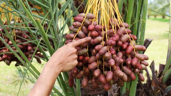 Hand pointing to date palm fruit. Farmers point their fingers at the crimson bunches of date palms on the palm trees on a sunny day. Selective focus