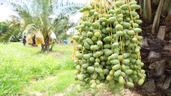 A bunch of fresh green dates hanging on the tree. Raw date produce in a sun-drenched organic garden with copy space. Selective focus