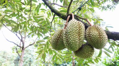 Dal üstünde çiğ durian. Dallarda toplanmayı bekleyen Mon Thong durian meyve kümeleri ihracat için Tayland meyve kralı, fotokopi alanı olan bulanık yeşil yaprak arka planı. Seçici odak
