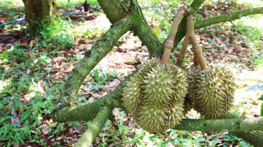 Bir dalda Durian. Çiğ Mon Thong Durian, Tayland Meyveleri Kralı tarafından toplanmayı bekliyor. Fotokopi alanı olan güneşli bir bahçede arka planda. Seçici odak