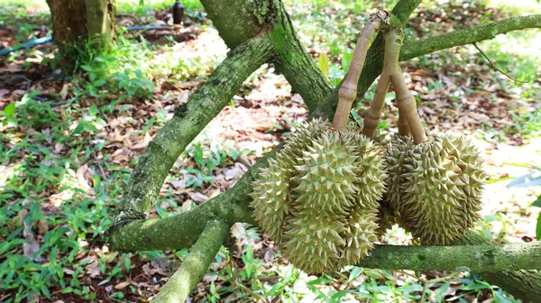 Bir dalda Durian. Çiğ Mon Thong Durian, Tayland Meyveleri Kralı tarafından toplanmayı bekliyor. Fotokopi alanı olan güneşli bir bahçede arka planda. Seçici odak