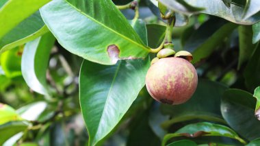 Ağacın üzerinde çiğ mangosteen meyvesi. Yeşil Tayland arka planında fotokopi alanı olan organik bir bahçede asılı duran koyu kırmızı mangosteen meyvesi. Seçici odak