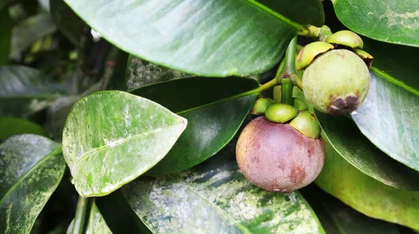 Ağacın üzerinde çiğ mangosteen meyvesi. Tayland yeşil yapraklı arka planda fotokopi alanı olan organik bir bahçede, ağaçta asılı duran iki mangosteen meyvesinin yakın çekimi. Seçici odak
