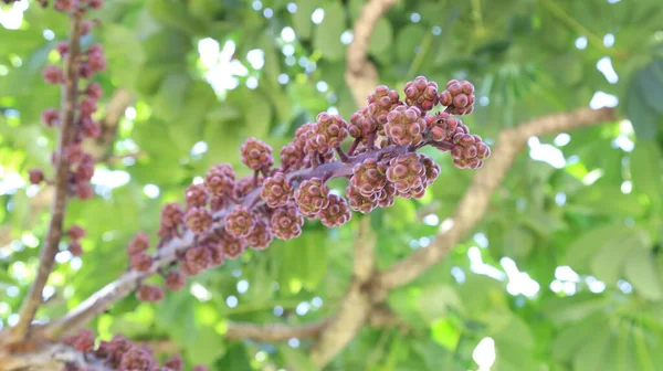 Fruit of the schefflera actinophylla tree. Fruit bouquet Queensland umbrella tree, octopus tree magenta on blurry green leaf background. Selective focus