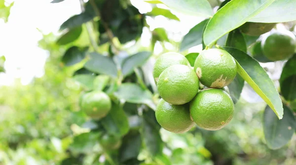 A bunch of green lemons on a tree. Close up A bunch of raw lemons growing on a tree in an outdoor garden with a copy space with a shallow depth of field.