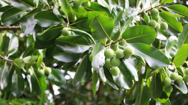 Fruit of Calophyllum inophyllum. Raw green fruit of Alexandrian laurel medicinal plants (Tamanu, mastwood, beach calophyllum,  Sinhala, balltree, Borneo-mahogany). Nature background. Selective focus