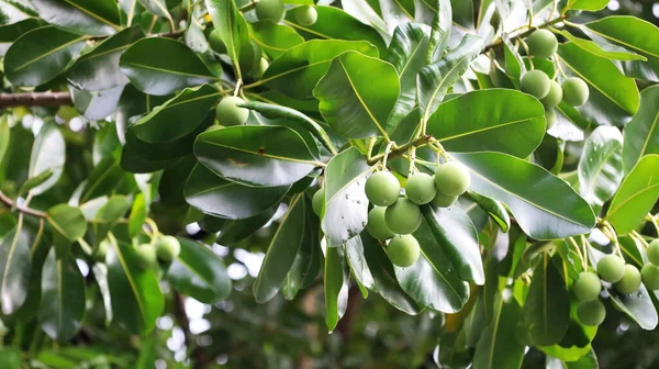 Fruit Calophyllum Inophyllum Raw Green Fruit Alexandrian Laurel Medicinal Plants —  Fotos de Stock