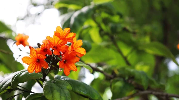 Orange Bouquet Cordia Blooms Beautifully Geiger Tree Geranium Tree Cordia — Foto de Stock