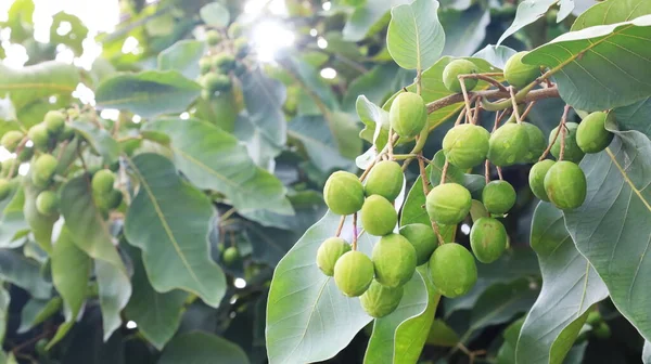 Raw Fruit Chebulic Myrobalans Bunch Fresh Green Fruit Tree Myrolan —  Fotos de Stock