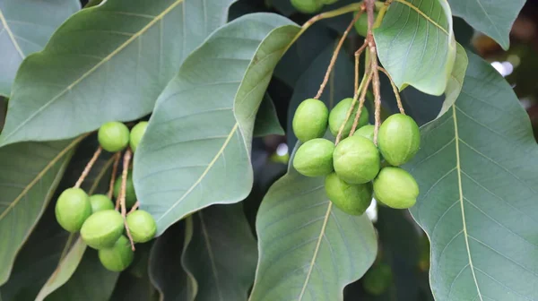 Raw Fruit Chebulic Myrobalans Bunch Fresh Green Fruit Tree Myrolan —  Fotos de Stock