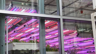 LED cam bebek odasında ışık yetiştiriyor. Bitkilerin büyümesini ve güçlenmesini sağlamak için filizlenen fidanlıkta belirli tarım ampullerinden gelen mor ve mavi ampullerden oluşan bir panel asılı duruyor. yakın çekim odağı