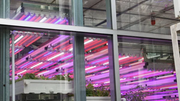 LED cam bebek odasında ışık yetiştiriyor. Bitkilerin büyümesini ve güçlenmesini sağlamak için filizlenen fidanlıkta belirli tarım ampullerinden gelen mor ve mavi ampullerden oluşan bir panel asılı duruyor. yakın çekim odağı