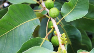 Chebulic Myrobalan flower on tree. Chebulic Myrobalan flower and fruit tops hang on a branch on a blurred green leaf background with copy space. Selective focus