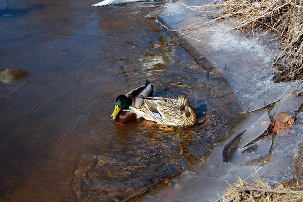 Uccelli Uno Stagno Ghiacciato Nel Parco Mallard Anatra Selvatica — Foto Stock