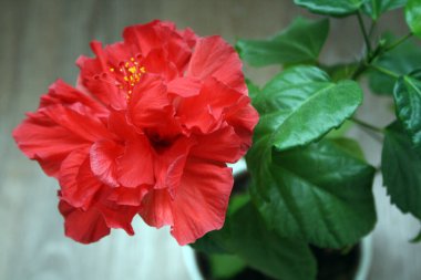 Çiçek açan kırmızı bir amber çiçeği. Çiçek açan bir bitki. Çin gülü.