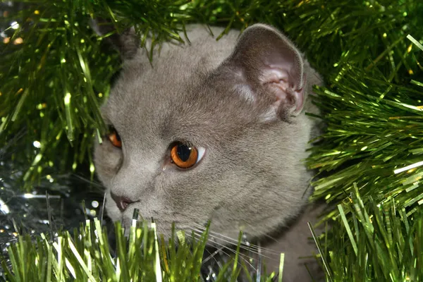 光沢のあるクリスマスのガーランドでグレーの英国の短毛子猫 2022年 — ストック写真