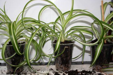 Klorofitum köklerinin ayrılması. Bir bitkiyi yeni bir çömleğe nakletmek. Çiçek..